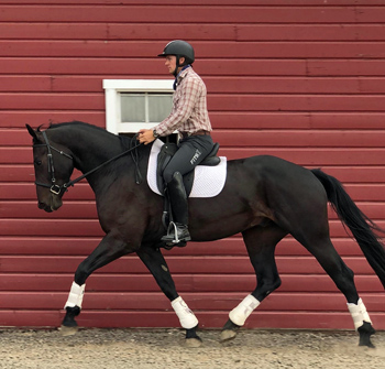 Spartacus Trot 350 Under Saddle