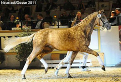 2018 – Quasi Gold – Foal Sold