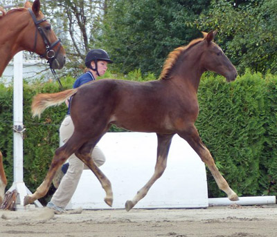 D’Artagnan – Sold