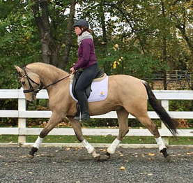 Golden Gait – Sold