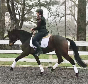 Hot To Trot (Hotline/Bordeaux) – Sold
