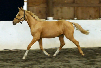 Golden Opportunity Trot Yearling web 350