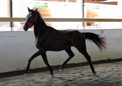 Fortuitous trot1 450