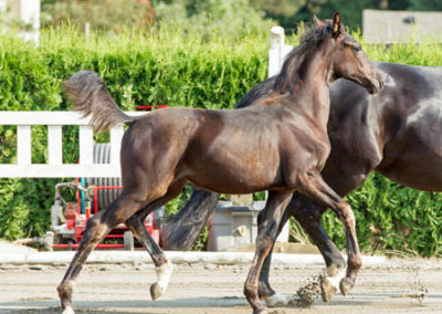 Donatella Trot 1 450