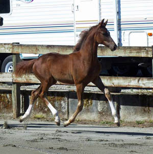 Fanciful Trot Mare 1 300