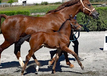 Finale MS (Total McLaren/First Class/Winchester Bey)