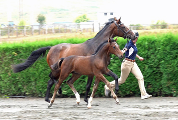 Nuance MS (No Doubt/Quantensprung/HS Wistar)