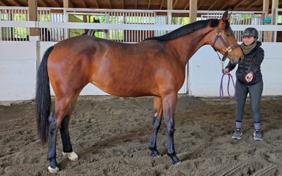 Finale MS (Total McLaren/First Class/Winchester Bey)
