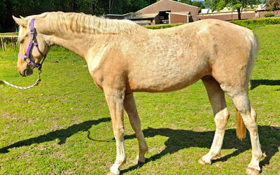 Making Waves MS (Milky Way/Quantensprung/Livaldon)