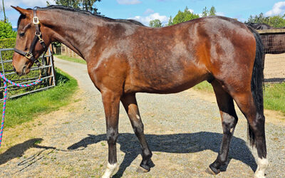 Nuance MS (No Doubt/Quantensprung/HS Wistar)